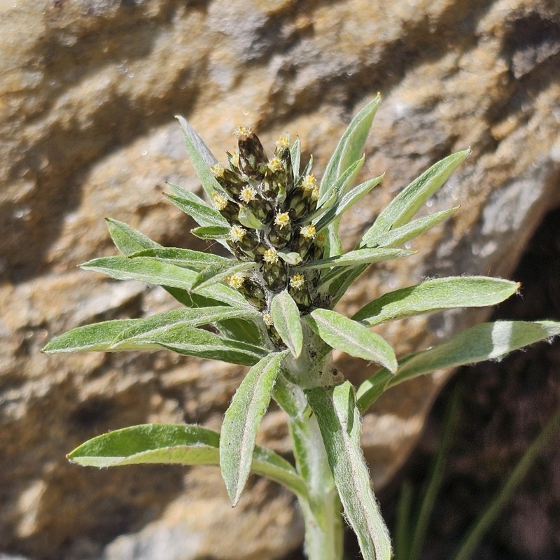 Omalotheca caucasica