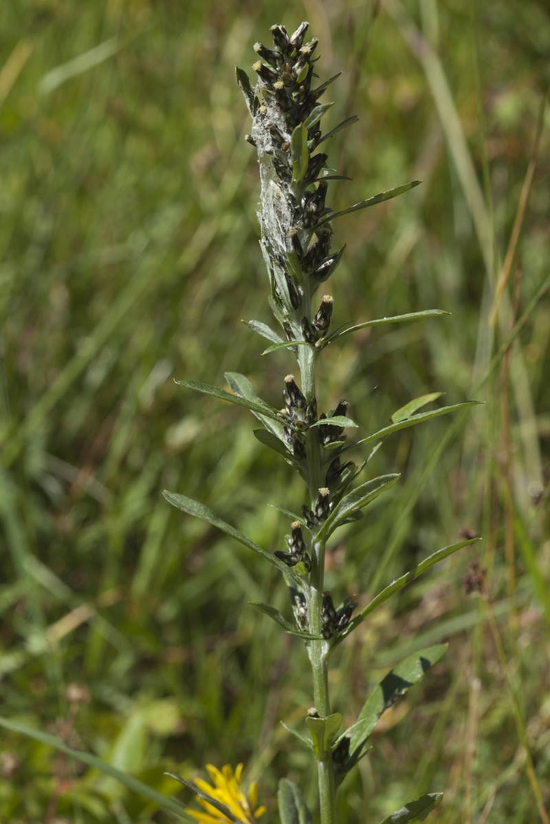 Omalotheca caucasica photo 2