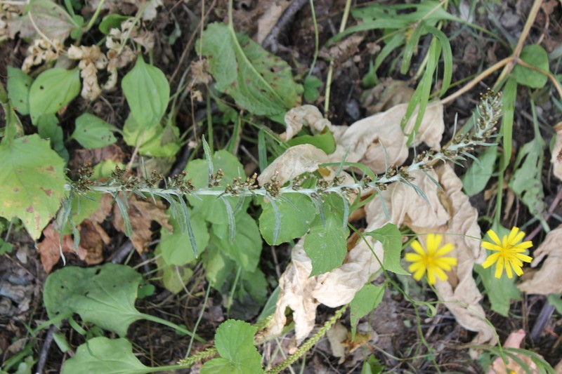 Omalotheca caucasica photo 3