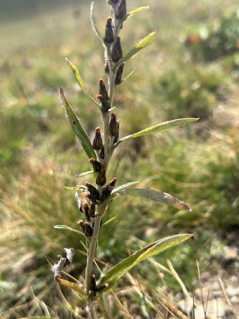 Omalotheca caucasica photo 4