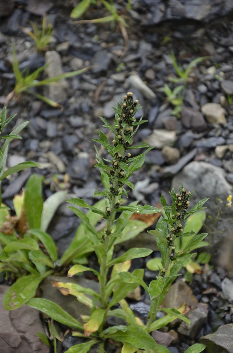 Omalotheca caucasica photo 5