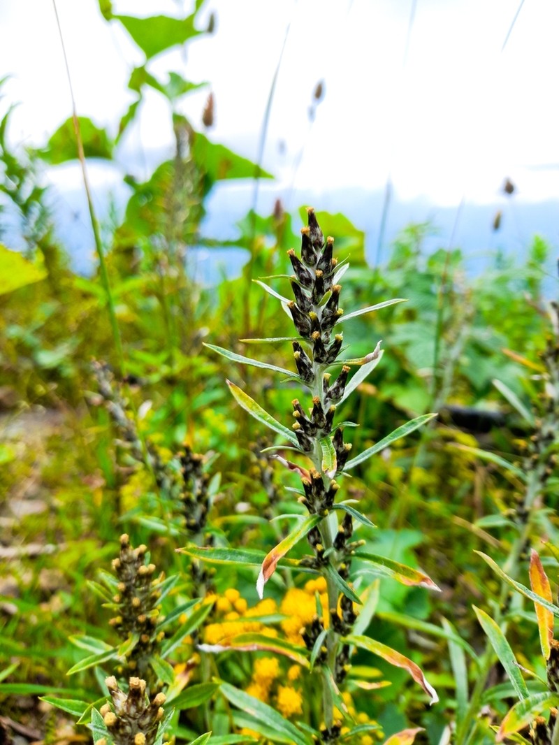 Omalotheca caucasica photo 6