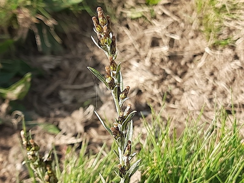 Omalotheca caucasica photo 7