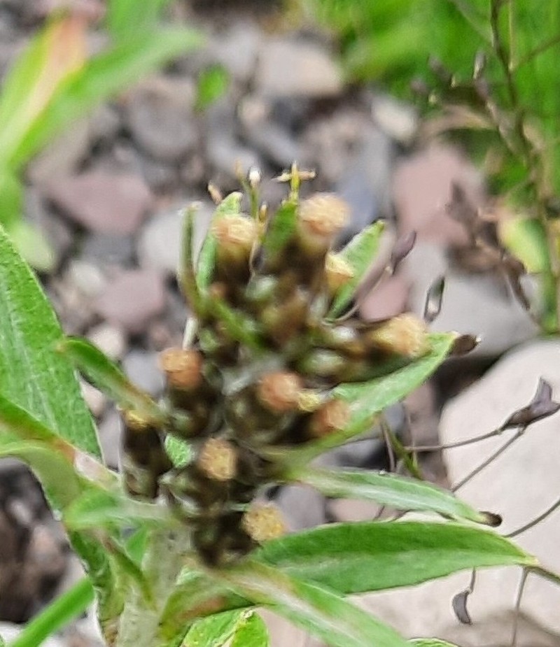 Omalotheca caucasica photo 8