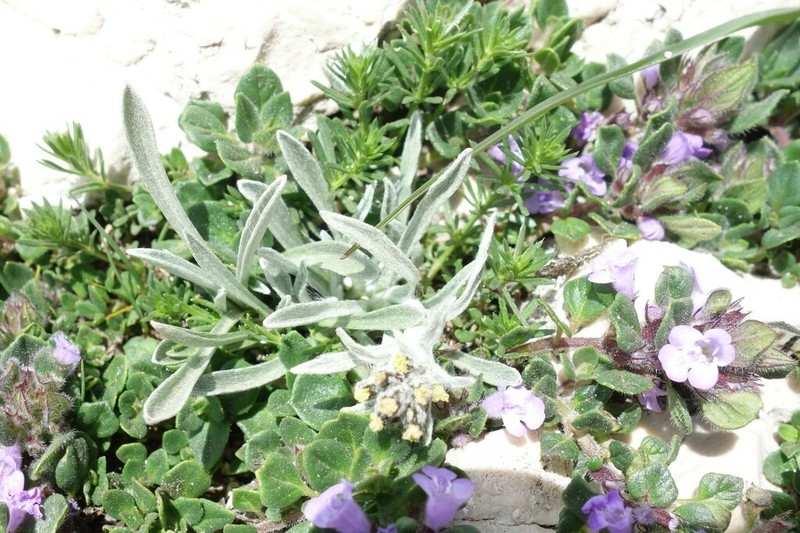 Omalotheca diminuta