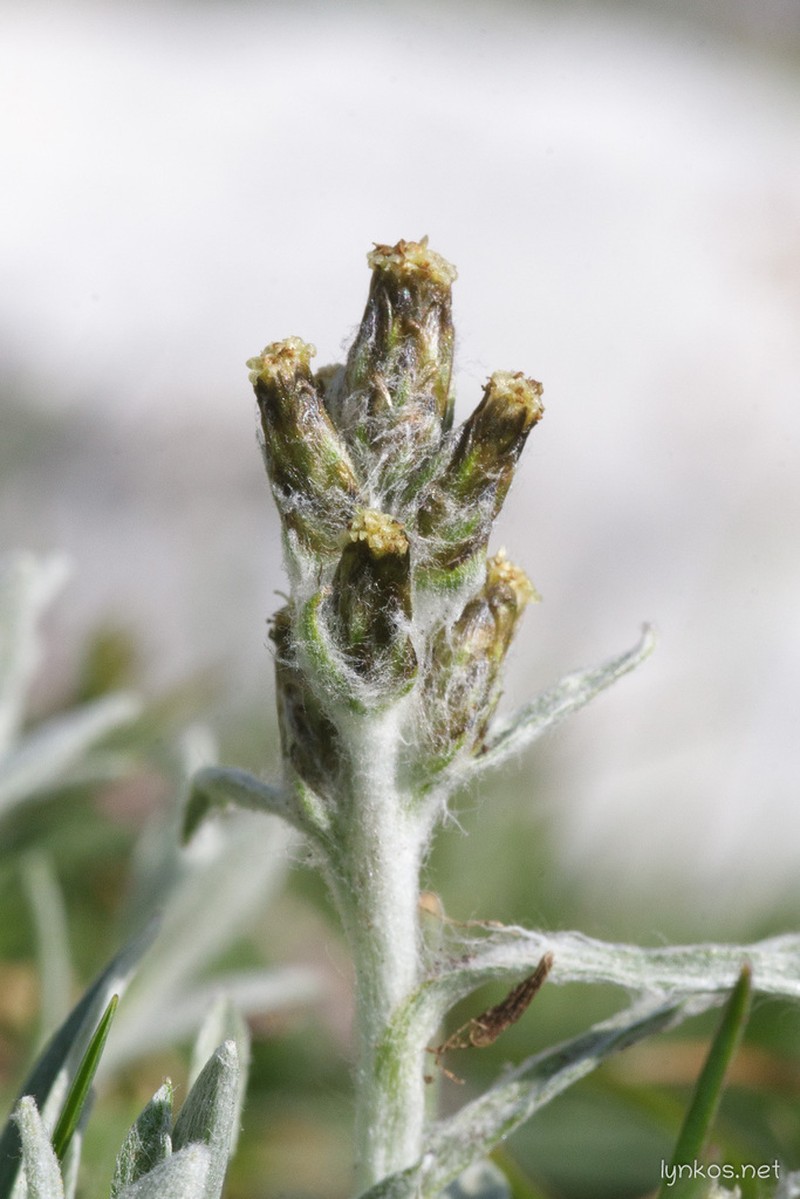 Omalotheca diminuta photo 2