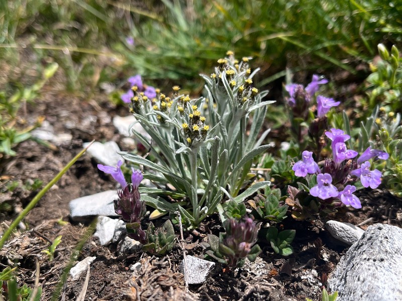 Omalotheca diminuta photo 3
