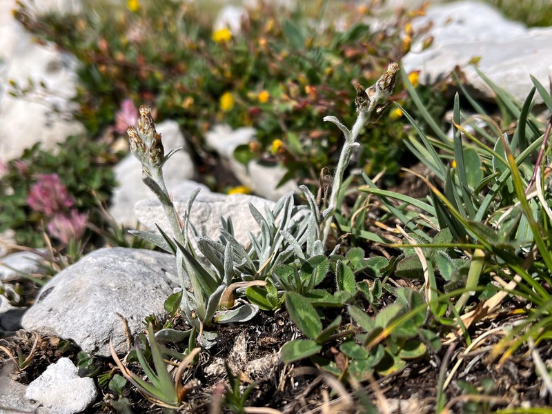 Omalotheca diminuta photo 4