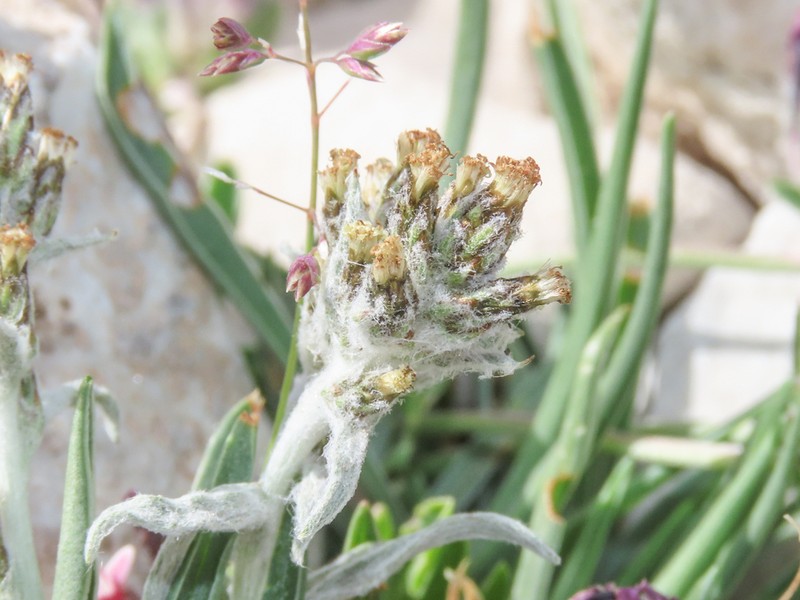 Omalotheca diminuta photo 5