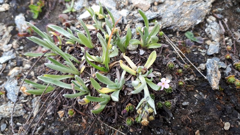 Omalotheca hoppeana