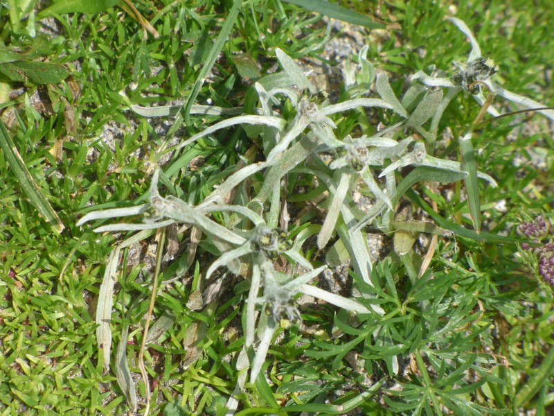 Omalotheca hoppeana photo 3