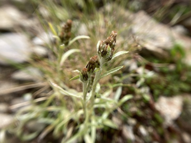 Omalotheca hoppeana photo 4