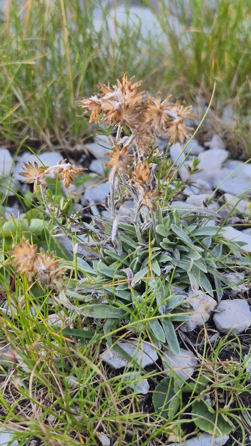 Omalotheca hoppeana photo 5