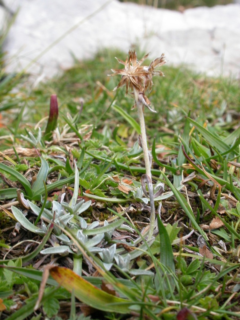 Omalotheca hoppeana photo 6