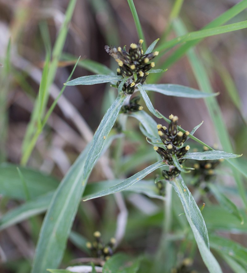 Omalotheca hoppeana photo 7