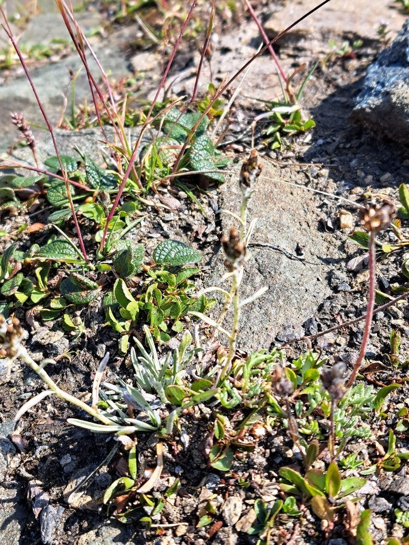 Omalotheca hoppeana photo 8