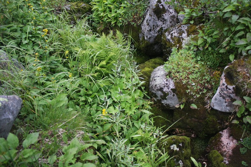 Norwegian Arctic Cudweed