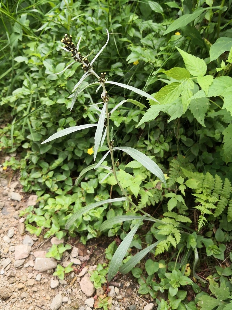 Norwegian Arctic Cudweed photo 2