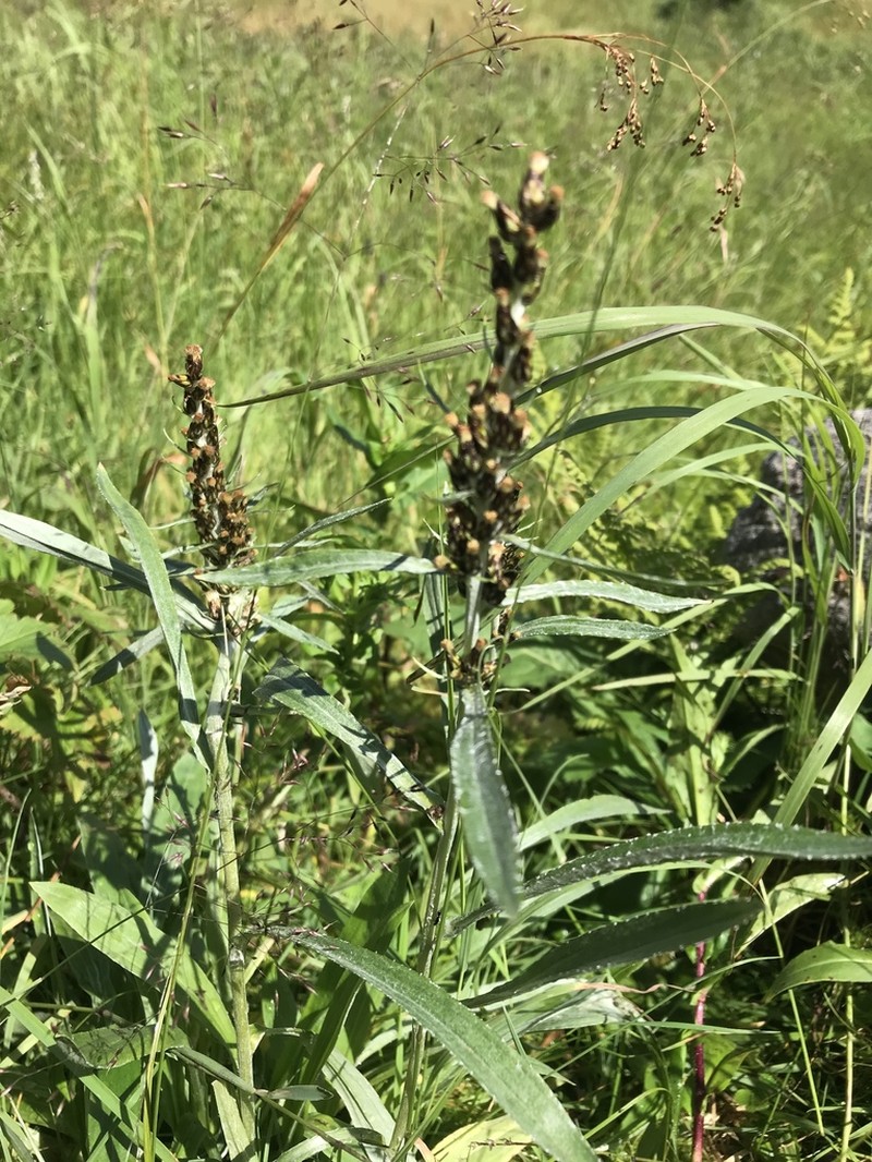 Norwegian Arctic Cudweed photo 3