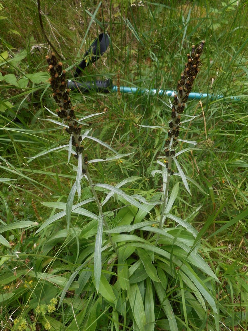 Norwegian Arctic Cudweed photo 4