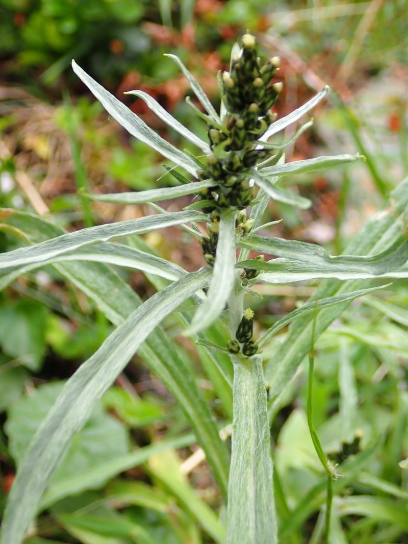 Norwegian Arctic Cudweed photo 5