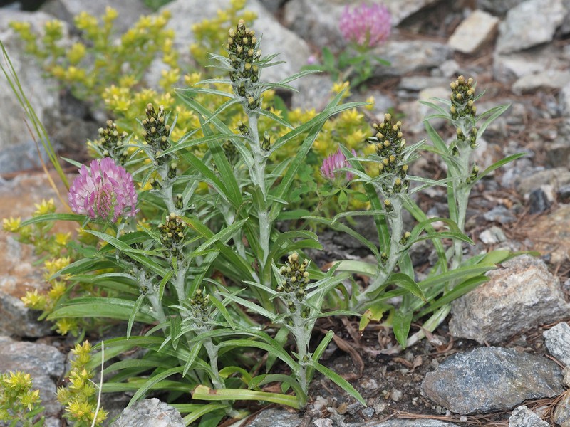 Norwegian Arctic Cudweed photo 6