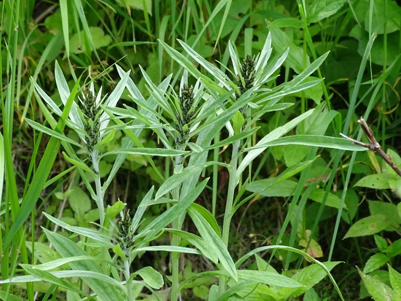 Norwegian Arctic Cudweed photo 7