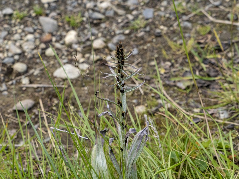 Norwegian Arctic Cudweed photo 8