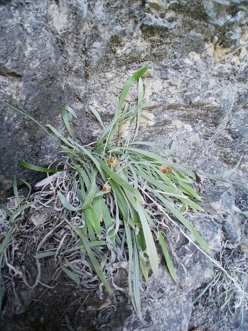 Omalotheca roeseri