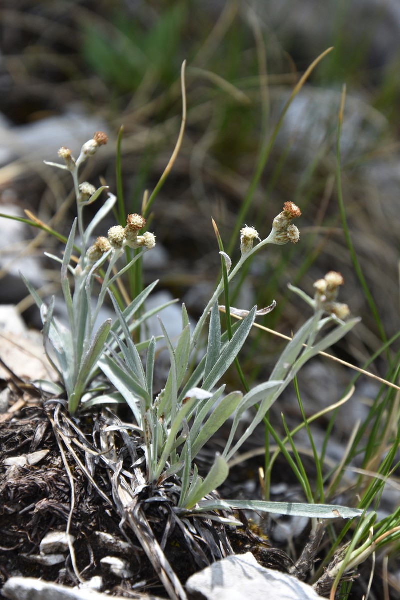 Omalotheca roeseri photo 3