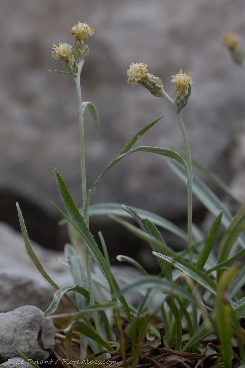 Omalotheca roeseri photo 4