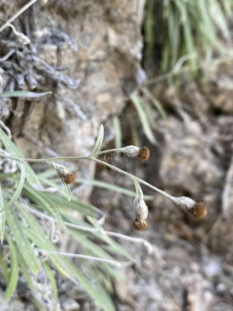 Omalotheca roeseri photo 5