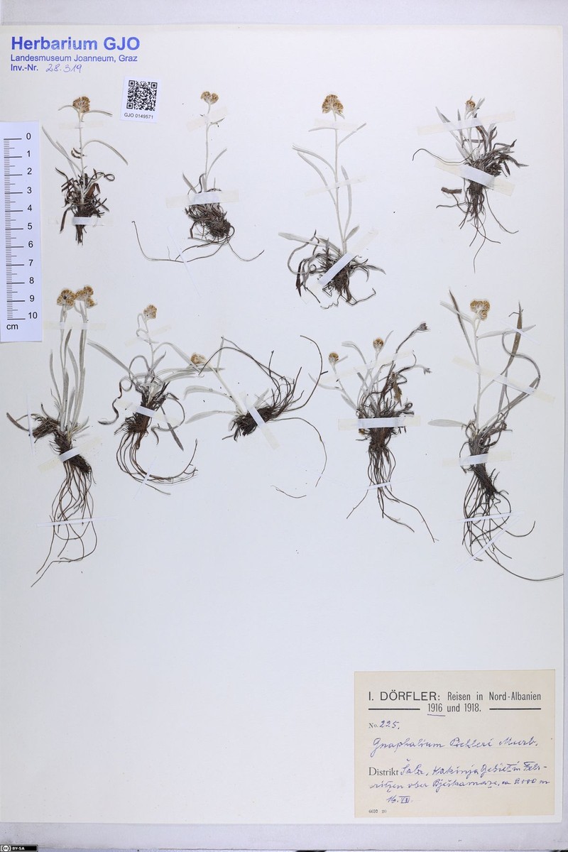 Omalotheca roeseri photo 7