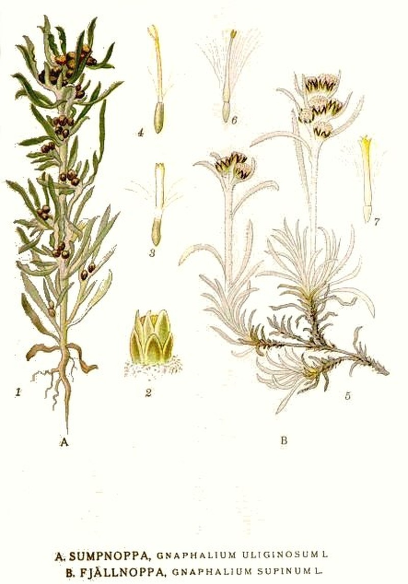 Alpine Arctic Cudweed photo 3