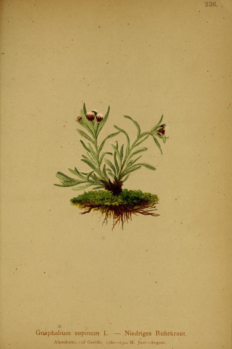 Alpine Arctic Cudweed photo 4