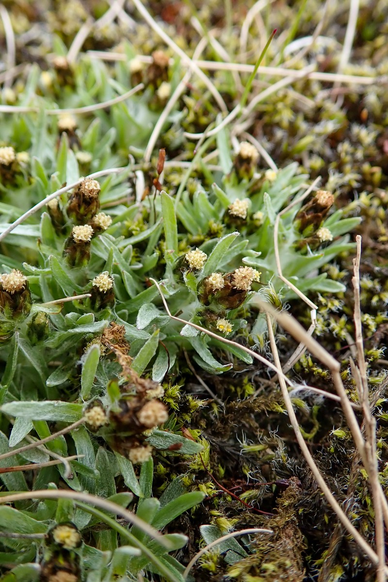 Alpine Arctic Cudweed