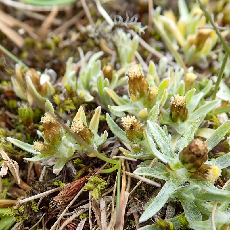 Alpine Arctic Cudweed photo 2