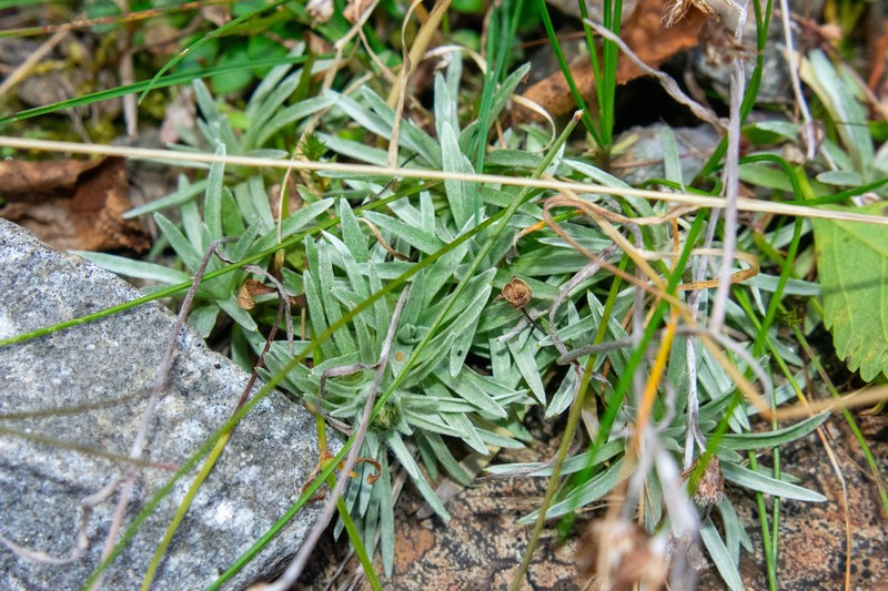 Alpine Arctic Cudweed
