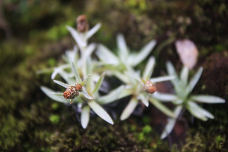 Alpine Arctic Cudweed photo 2