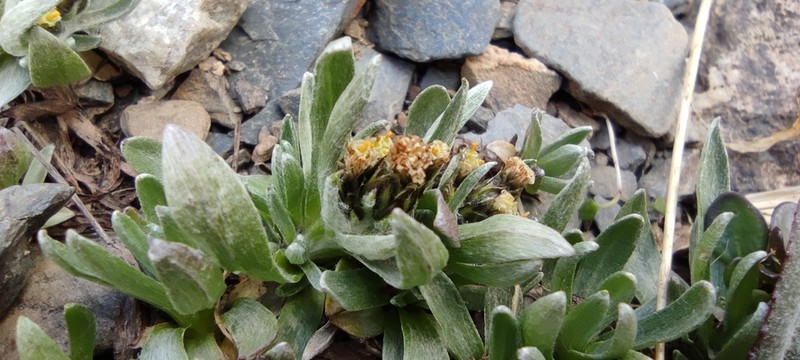 Alpine Arctic Cudweed photo 3