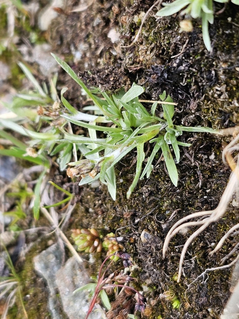 Alpine Arctic Cudweed photo 4