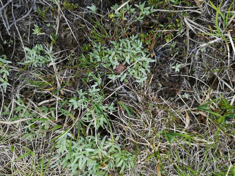 Alpine Arctic Cudweed photo 5