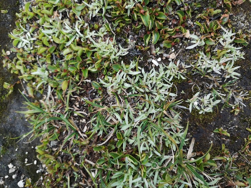 Alpine Arctic Cudweed photo 6