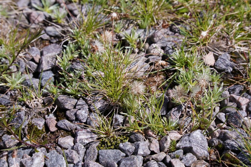 Alpine Arctic Cudweed photo 7