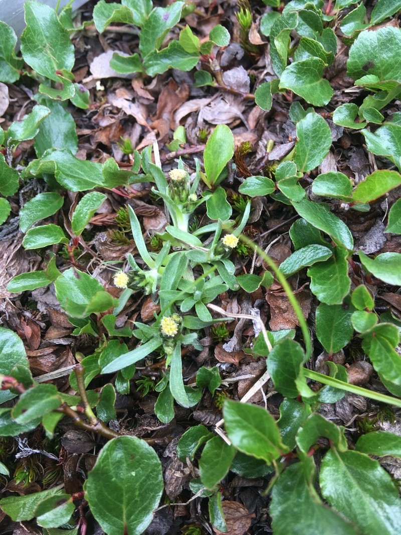 Alpine Arctic Cudweed photo 8