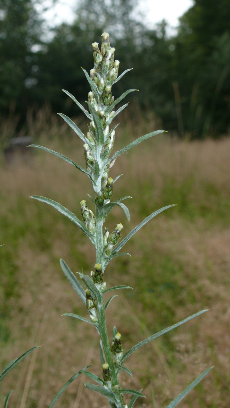 Woodland Arctic Cudweed