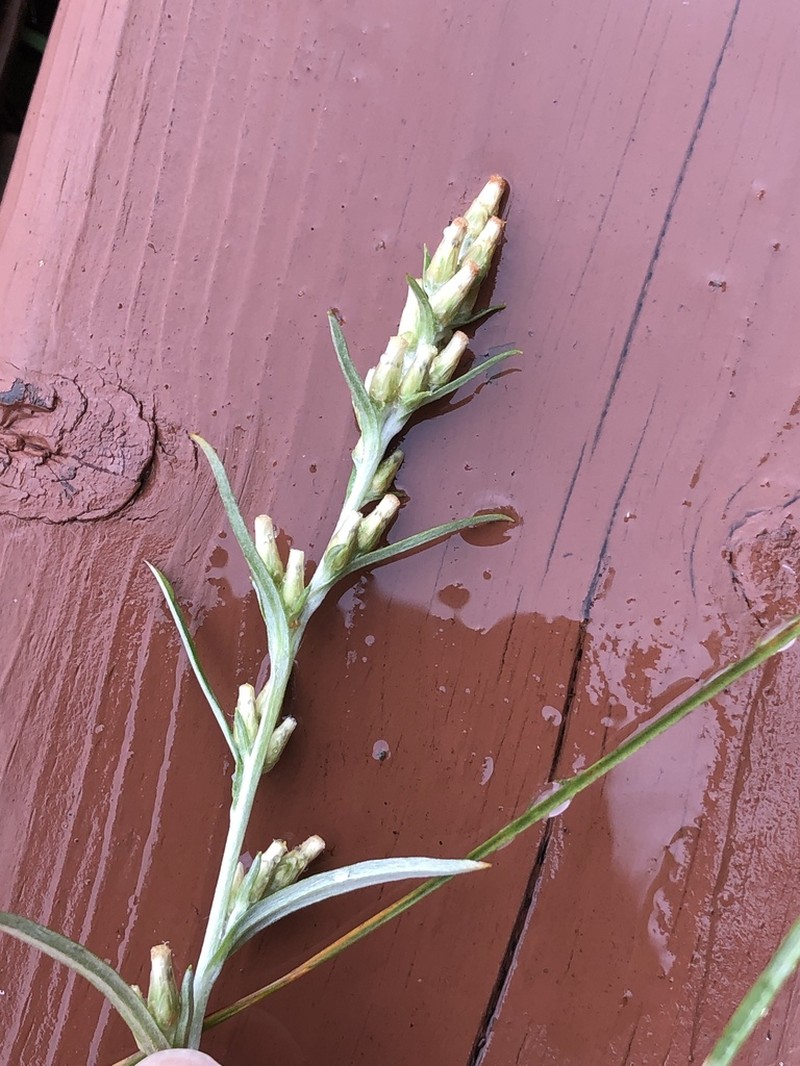 Woodland Arctic Cudweed photo 3