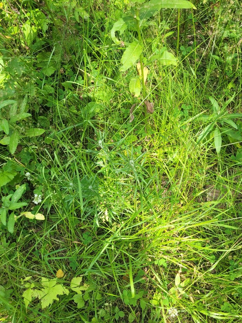 Woodland Arctic Cudweed photo 4
