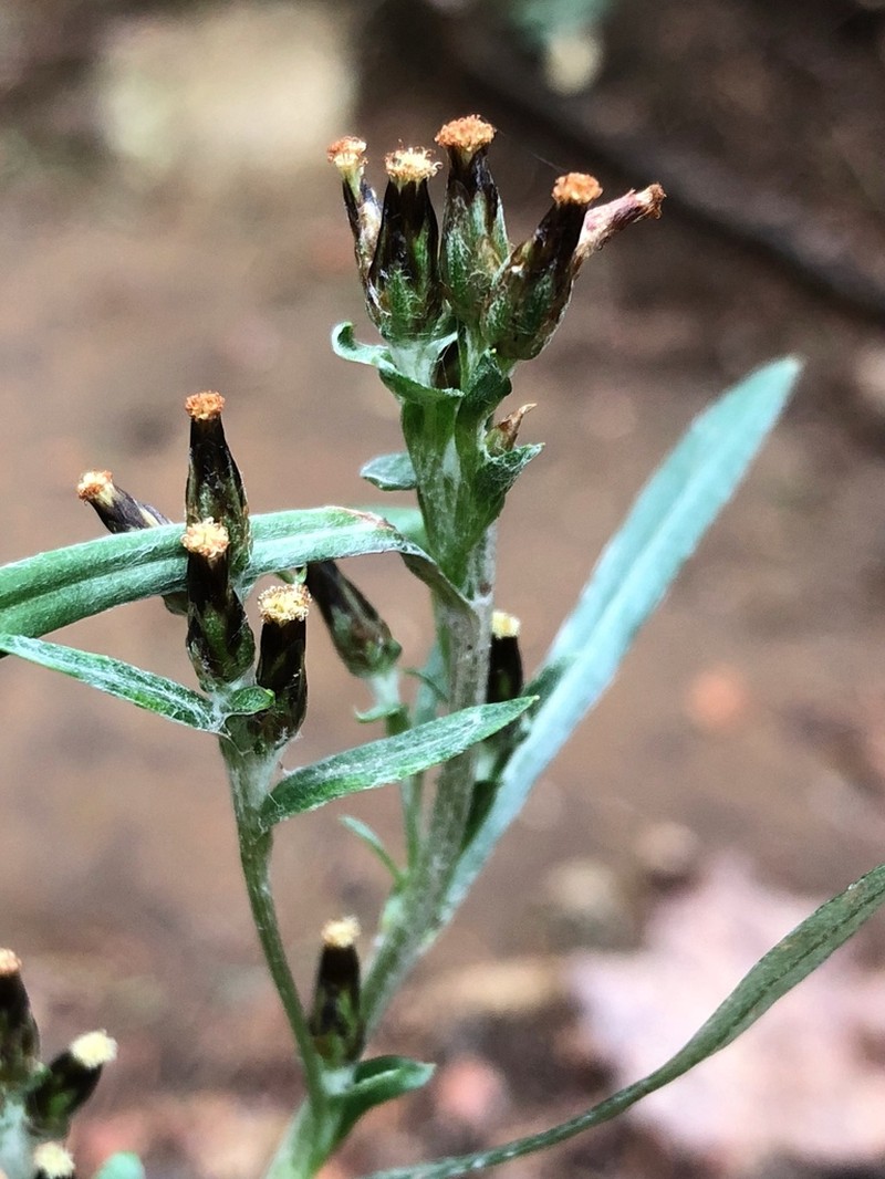 Woodland Arctic Cudweed photo 5