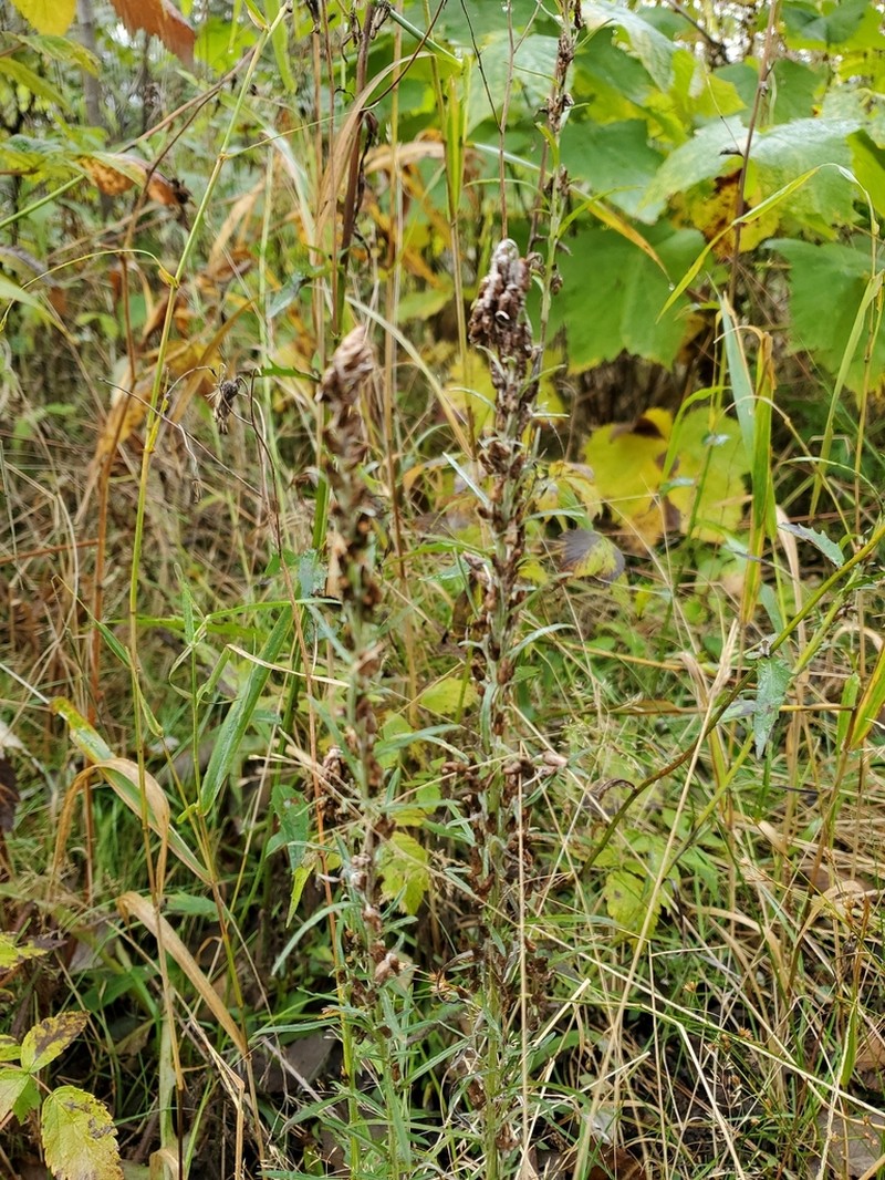 Woodland Arctic Cudweed photo 6